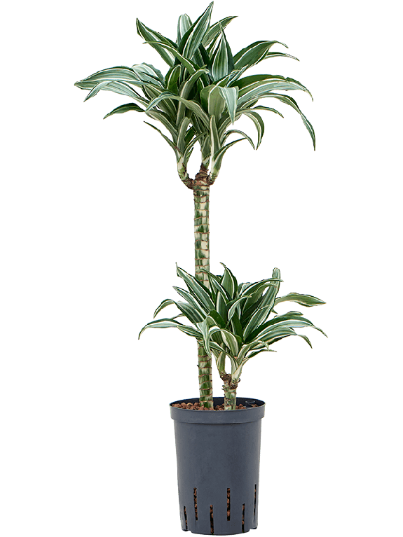 Monstera Siltepecana