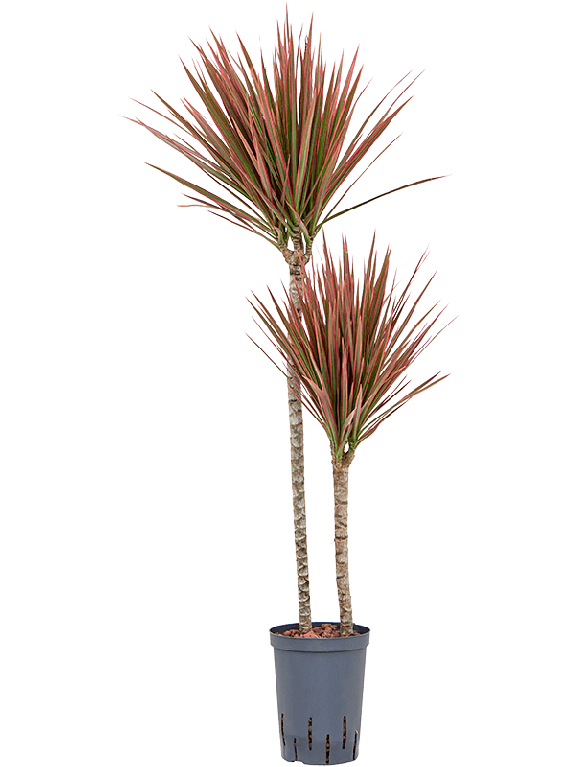 Syngonium Pink Splash