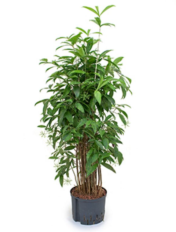 Scindapsus Treubii Dark