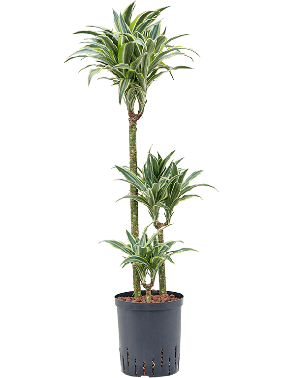 Syngonium Red Spot blad