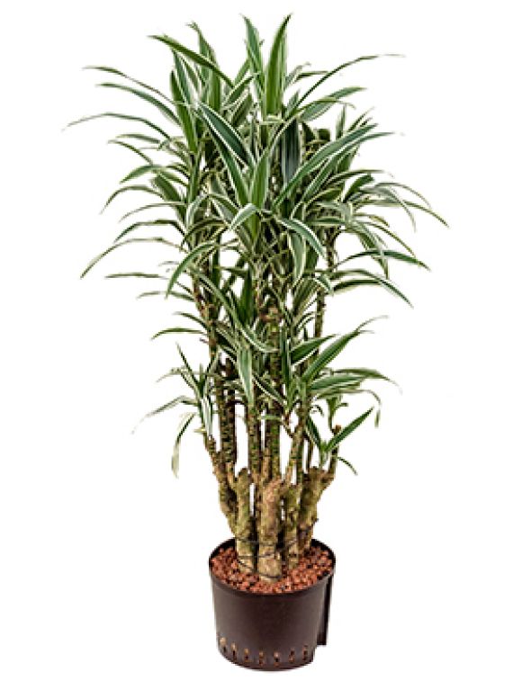 Scindapsus Treubii Dark plant