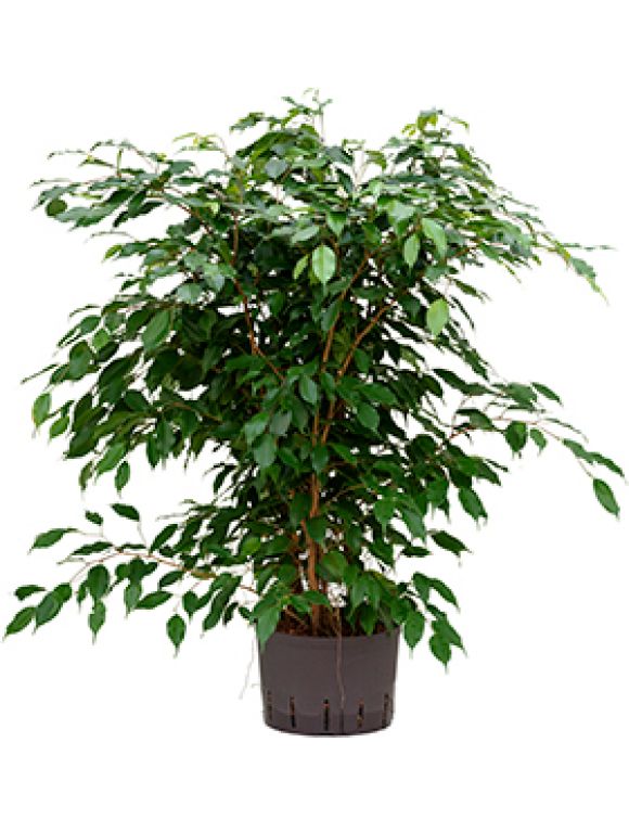 Epipremnum Pinnatum Global Green blad