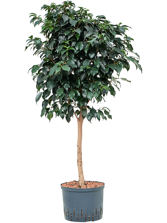 Marcgravia Sintenisii