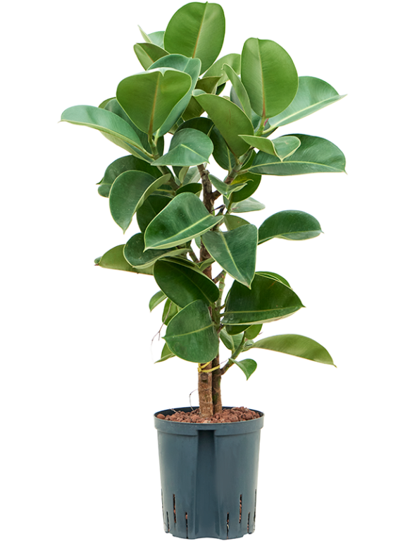 Monstera Siltepecana