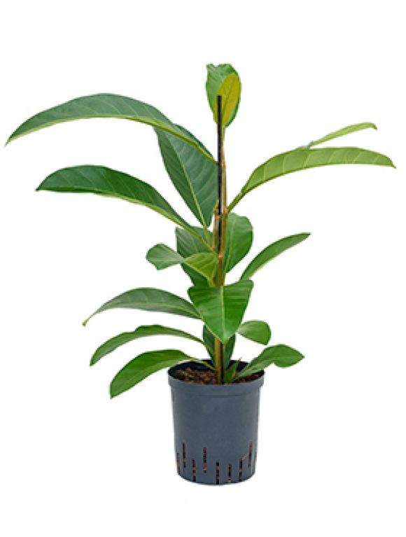 Epipremnum Pinnatum Global Green blad