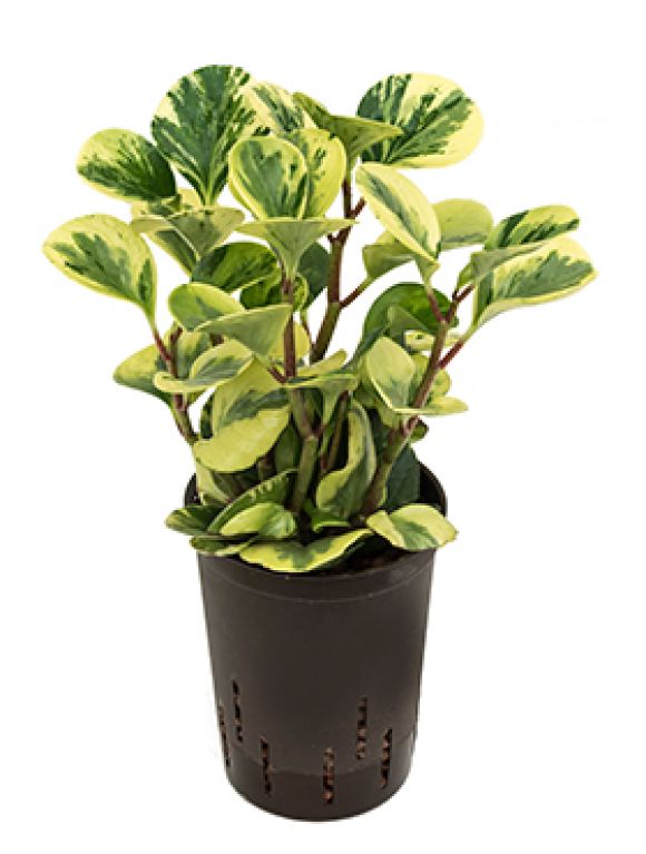 Syngonium Red Spot blad
