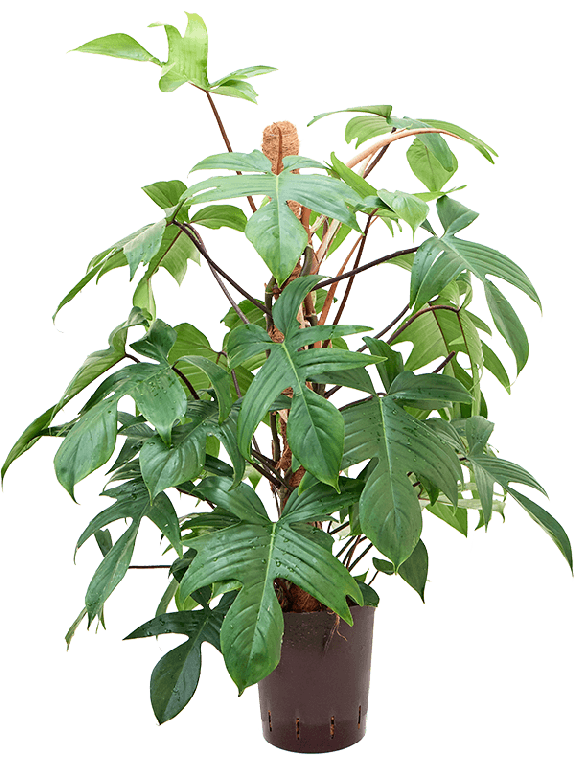 Epipremnum Pinnatum Global Green