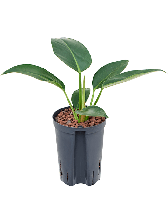 Syngonium Red Spot blad