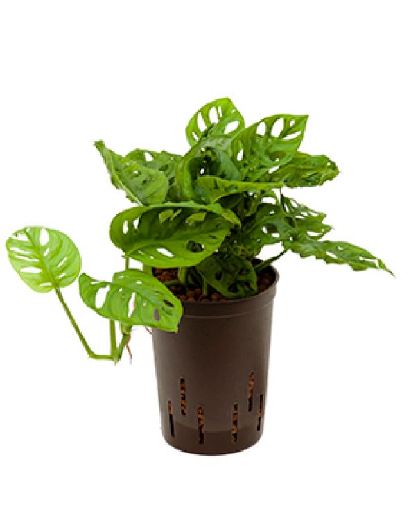 Epipremnum Pinnatum Global Green blad