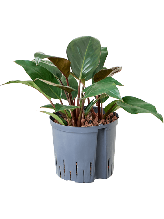 Epipremnum Pinnatum Global Green