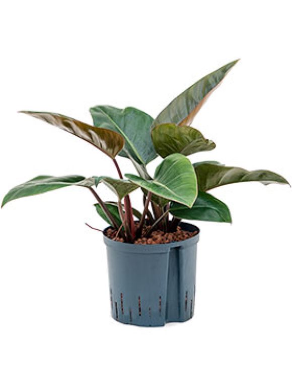 Monstera Siltepecana