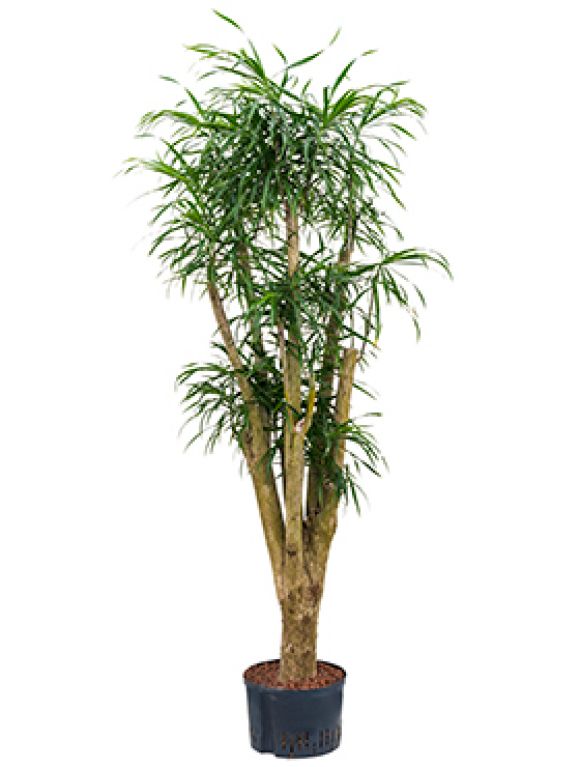 Scindapsus Treubii Dark plant
