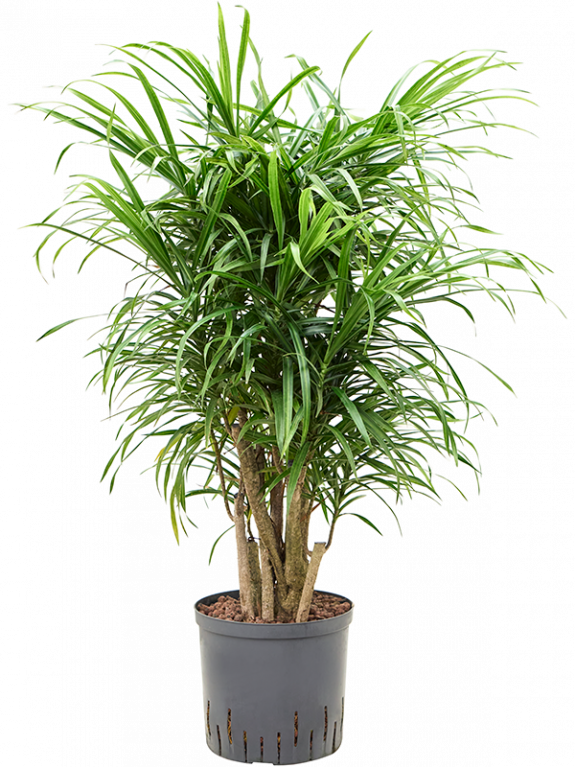 Epipremnum Pinnatum Global Green