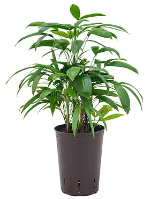 Rhapis excelsa