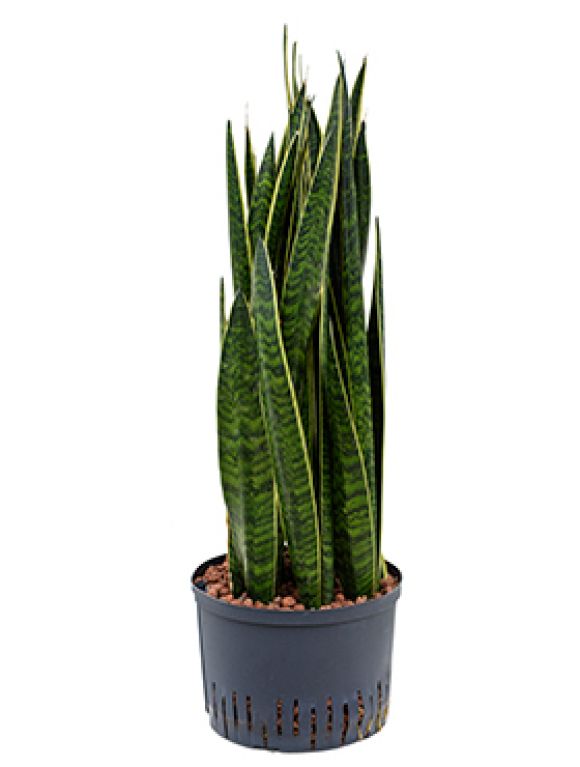 Anthurium Silver Blush
