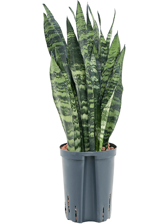 Syngonium Red Spot blad