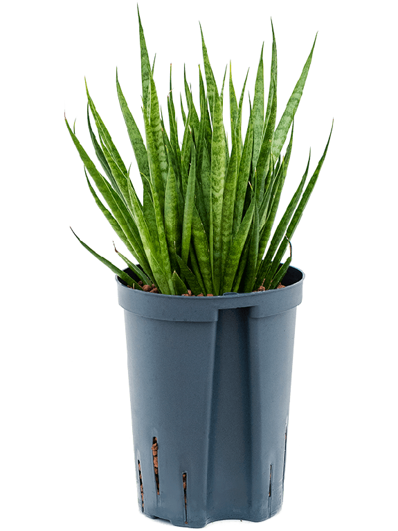 Epipremnum Pinnatum Global Green blad