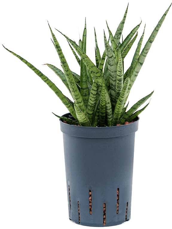 Epipremnum Pinnatum Global Green blad