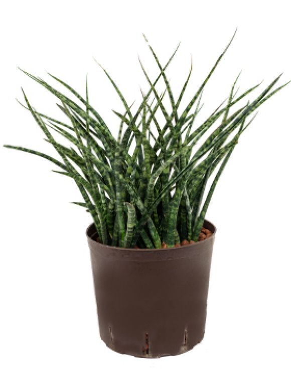 Sansevieria fernwood