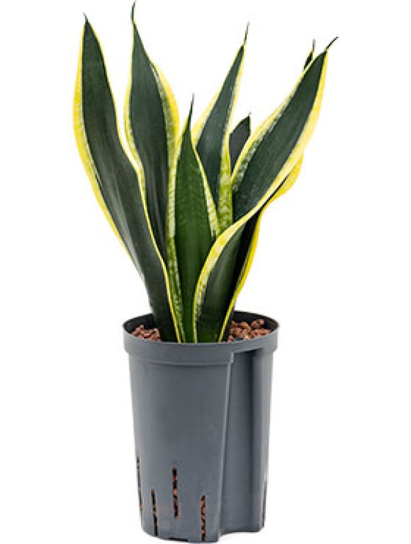 Epipremnum Pinnatum Global Green blad