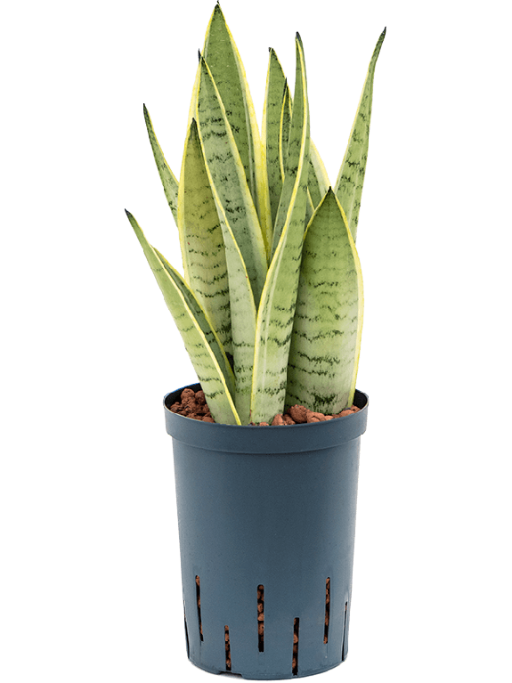 Epipremnum Pinnatum Global Green blad