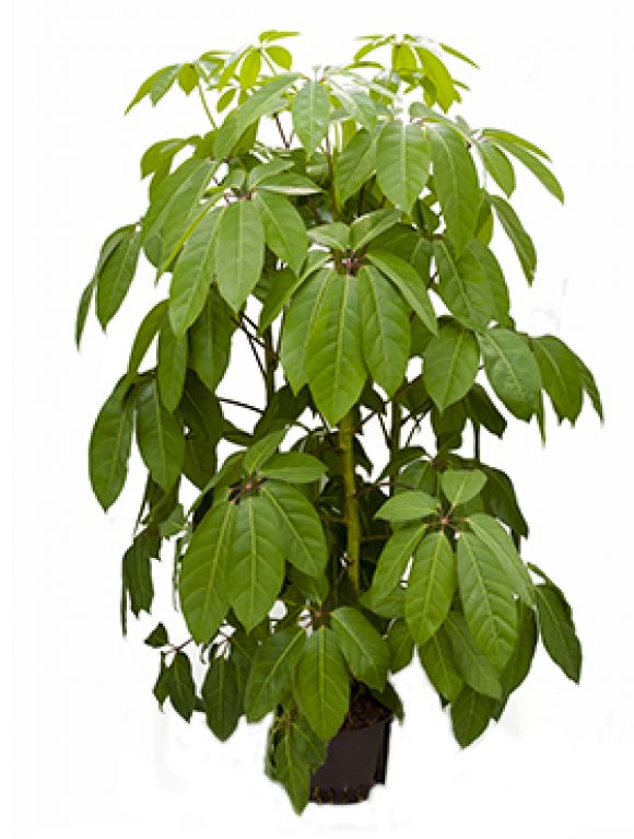 Epipremnum Pinnatum Global Green