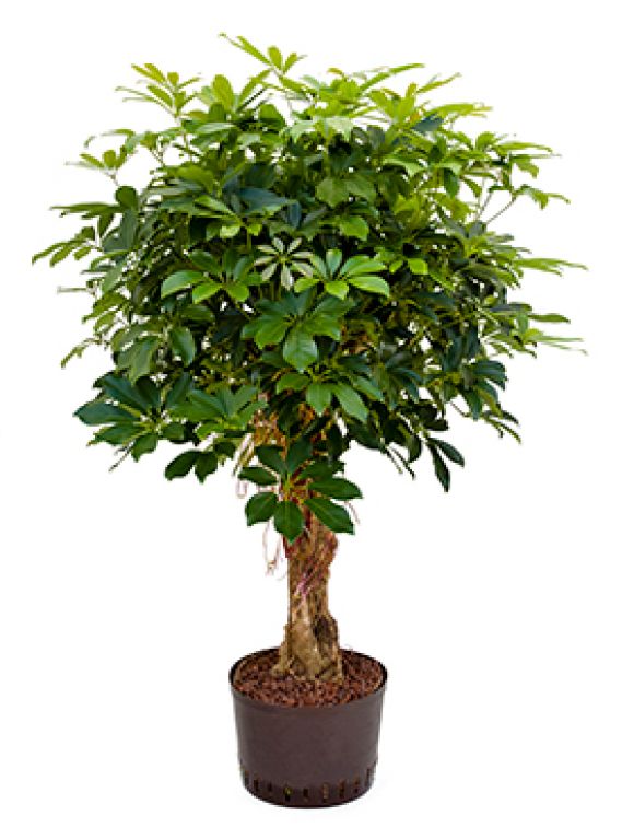 Schefflera arboricola
