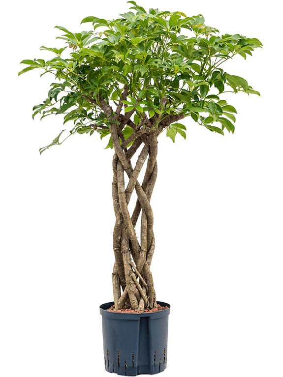 Monstera Siltepecana