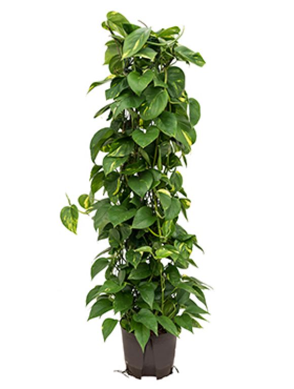 Epipremnum Pinnatum Global Green blad