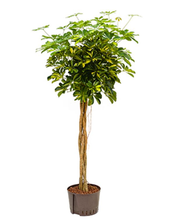 Scindapsus Treubii Dark plant