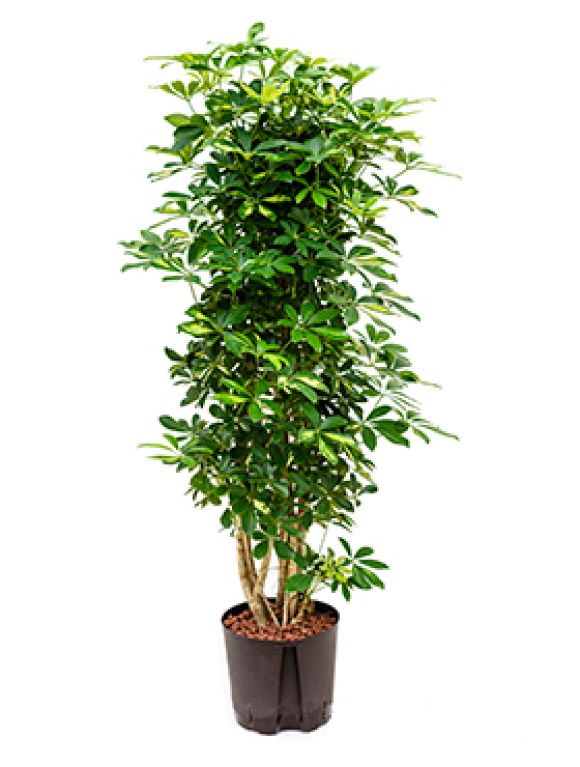 Syngonium Red Spot blad