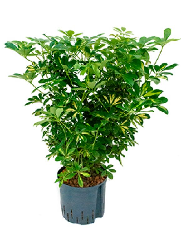 Epipremnum Pinnatum Global Green
