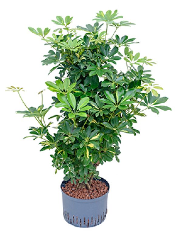 Scindapsus Treubii Dark plant
