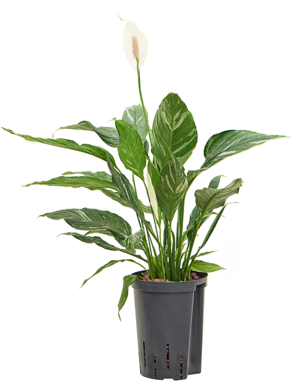 Syngonium Red Spot blad