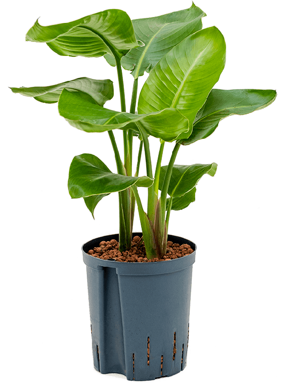 Syngonium Pink Splash