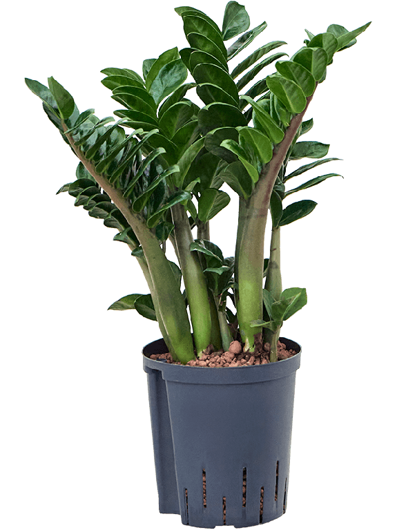 Epipremnum Pinnatum Global Green