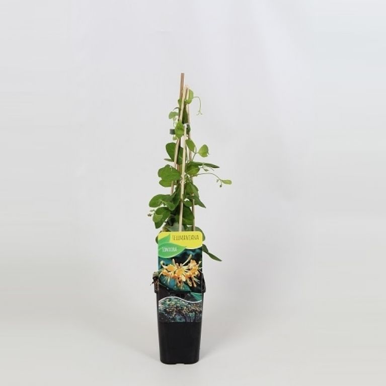 Epipremnum Pinnatum Global Green