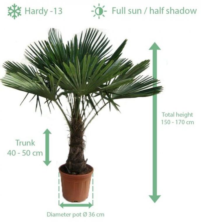 Trachycarpus fortunei
