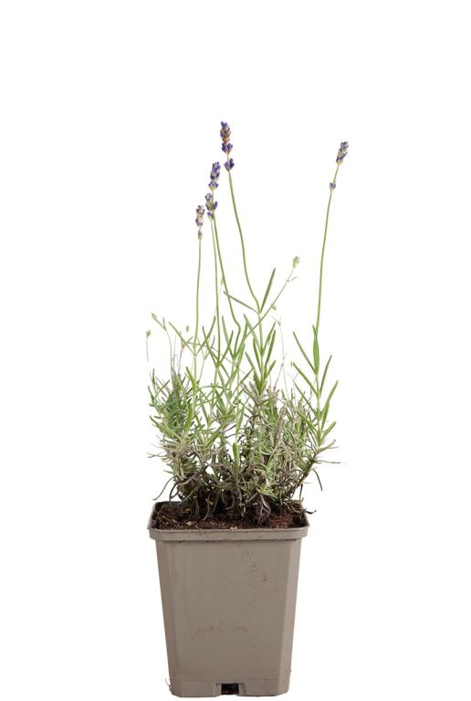 221 laahidco - lavandula ang