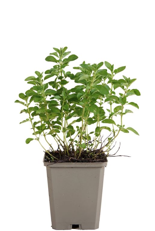 221 orvcompa - origanum vulg