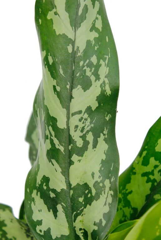Aglaonema Maria