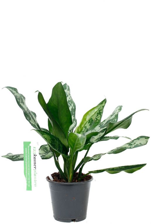 Aglaonema Maria
