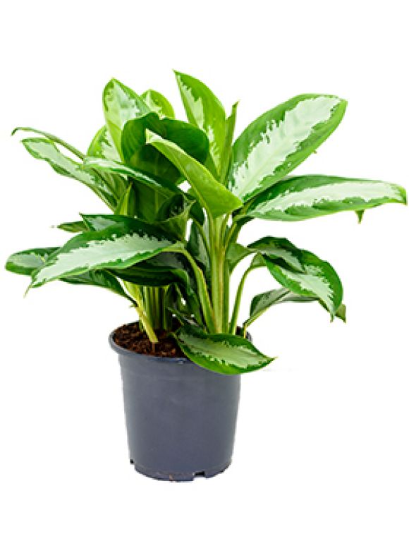 Aglaonema diamond bay