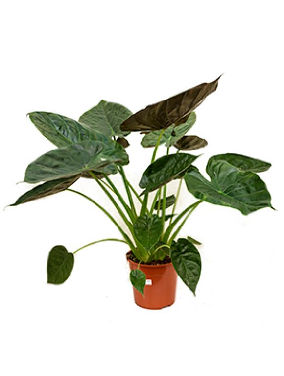 Epipremnum Pinnatum Global Green
