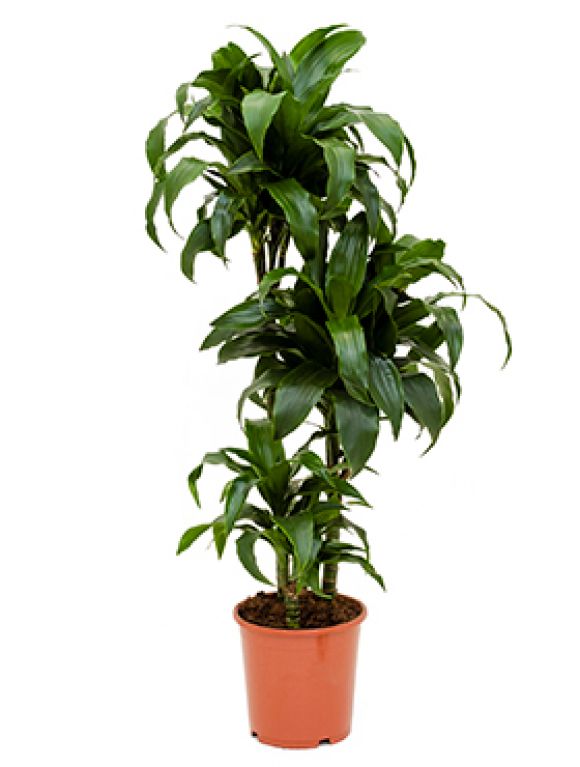 Epipremnum Pinnatum Global Green blad