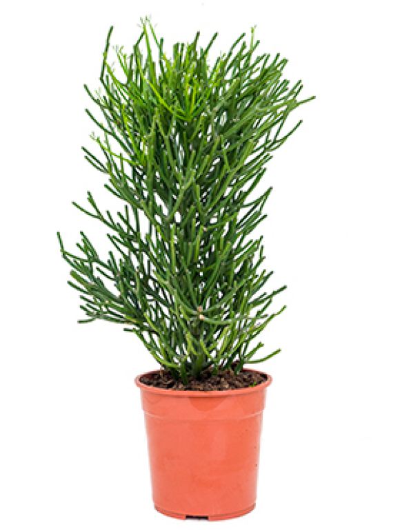 Epipremnum Pinnatum Global Green blad