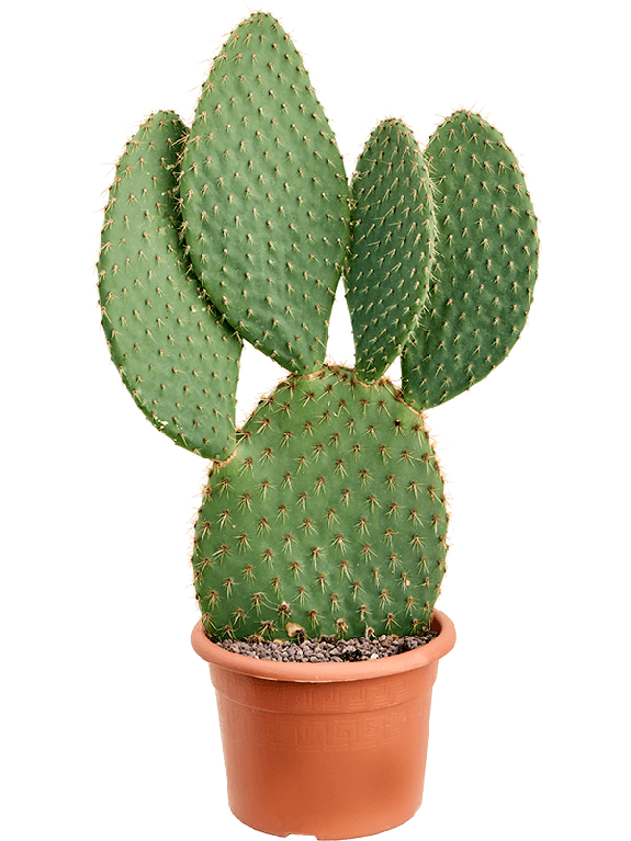 Syngonium Red Spot blad