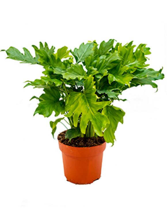 Philodendron bipinnatifidum little hope