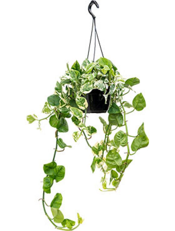 Scindapsus Treubii Dark plant