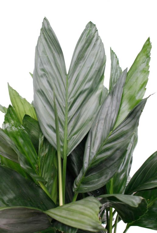 Monstera Siltepecana